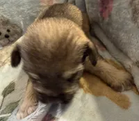 Bandit, a male Shorkie for sale in Mount Sherman, KY – 5 of 8