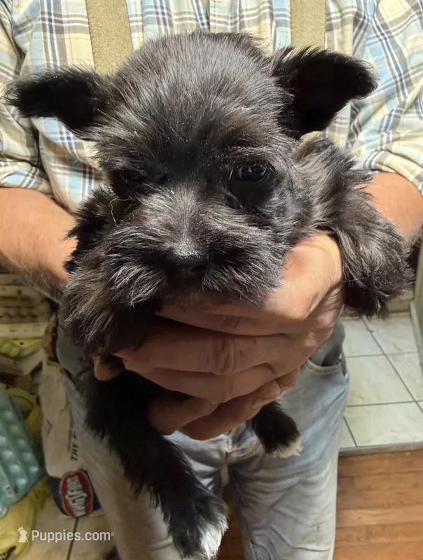 Cookie – Miniature Schnauzer puppy for sale in Mount Sherman, KY