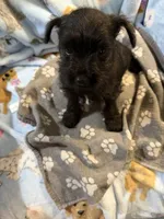 April, a female Miniature Schnauzer for sale in Mount Sherman, KY – 1 of 1