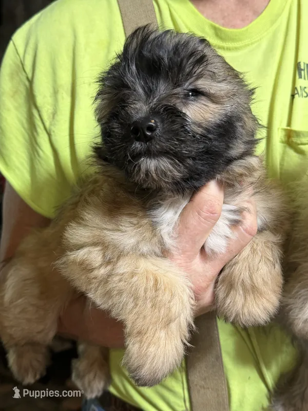 Romeo – Shorkie puppy for sale in Mount Sherman, KY