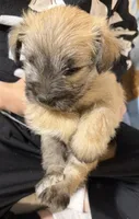 Sunny, a male Shorkie for sale in Mount Sherman, KY – 2 of 4