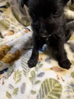 Onyx, a female Miniature Schnauzer for sale in Mount Sherman, KY – Photo 5 of 5