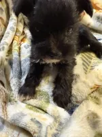 Onyx, a female Miniature Schnauzer for sale in Mount Sherman, KY – Photo 1 of 5