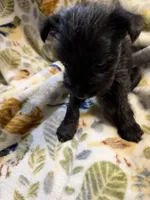 Onyx, a female Miniature Schnauzer for sale in Mount Sherman, KY – Photo 4 of 5