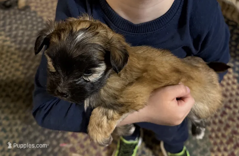 Romeo – Shorkie puppy for sale in Mount Sherman, KY