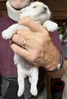 Angel, a female Shorkie for sale in Mount Sherman, KY – 3 of 4