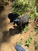 Snoop, a male Poodle - Miniature  for sale in Mount Sherman, KY – 3 of 3