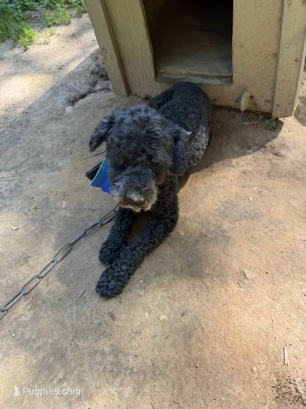 Snoop – Poodle - Toy  puppy for sale in Mount Sherman, KY