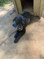 Snoop, a male Poodle - Toy  for sale in Mount Sherman, KY – 1 of 5