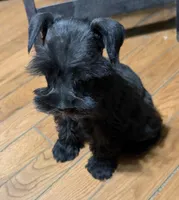 PiPi, a female Miniature Schnauzer for sale in Mount Sherman, KY – 3 of 4