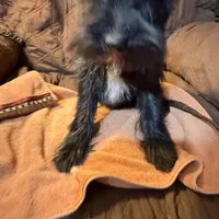 Romeo, a male Miniature Schnauzer for sale in Mount Sherman, KY – Photo 3 of 10