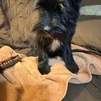 Romeo, a male Miniature Schnauzer for sale in Mount Sherman, KY – Photo 5 of 10