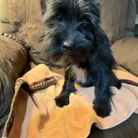 Romeo, a male Miniature Schnauzer for sale in Mount Sherman, KY – Photo 9 of 10