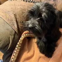 Romeo, a male Miniature Schnauzer for sale in Mount Sherman, KY – Photo 8 of 10