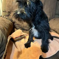 Romeo, a male Miniature Schnauzer for sale in Mount Sherman, KY – Photo 10 of 10