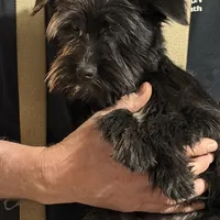 Romeo, a male Miniature Schnauzer for sale in Mount Sherman, KY – Photo 2 of 10