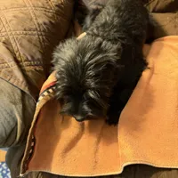 Romeo, a male Miniature Schnauzer for sale in Mount Sherman, KY – Photo 4 of 10