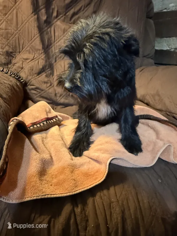 Romeo – Miniature Schnauzer puppy on hold in Mount Sherman, KY