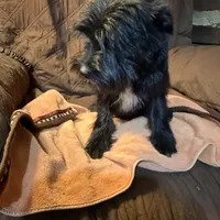 Romeo, a male Miniature Schnauzer for sale in Mount Sherman, KY – Photo 1 of 10