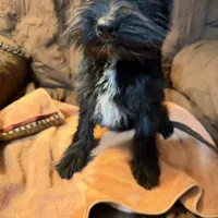 Romeo, a male Miniature Schnauzer for sale in Mount Sherman, KY – Photo 7 of 10