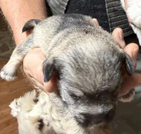 Bandit, a male Shorkie for sale in Mount Sherman, KY – 2 of 8