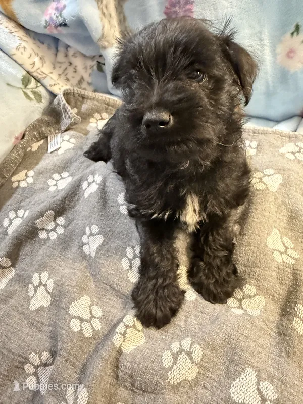 Gina – Miniature Schnauzer puppy for sale in Mount Sherman, KY