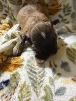 Peaches, a male Shorkie for sale in Mount Sherman, KY – Photo 6 of 7