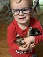 Peaches, a male Shorkie for sale in Mount Sherman, KY – Photo 2 of 7