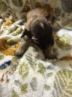 Peaches, a male Shorkie for sale in Mount Sherman, KY – Photo 4 of 7