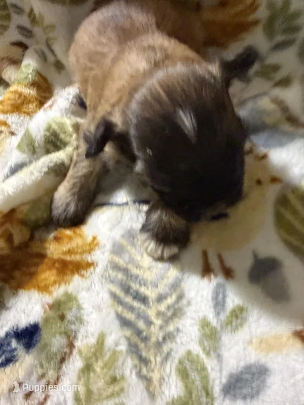 Peaches – Shorkie puppy for sale in Mount Sherman, KY