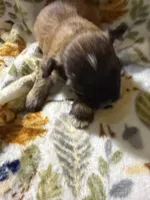 Peaches, a male Shorkie for sale in Mount Sherman, KY – Photo 1 of 7
