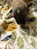 Peaches, a male Shorkie for sale in Mount Sherman, KY – Photo 3 of 7