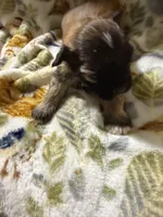 Peaches, a male Shorkie for sale in Mount Sherman, KY – Photo 5 of 7