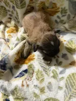 Peaches, a male Shorkie for sale in Mount Sherman, KY – Photo 7 of 7