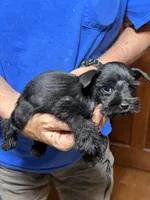 PiPi, a female Miniature Schnauzer for sale in Mount Sherman, KY – 4 of 4