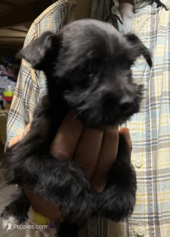 Daisy – Miniature Schnauzer puppy for sale in Mount Sherman, KY