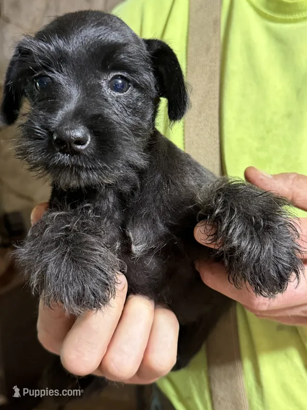 Bell – Miniature Schnauzer puppy on hold in Mount Sherman, KY