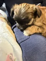 Romeo, a male Shorkie for sale in Mount Sherman, KY – 2 of 5
