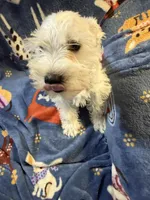 Snowy, a male Miniature Schnauzer for sale in Mount Sherman, KY – Photo 4 of 6