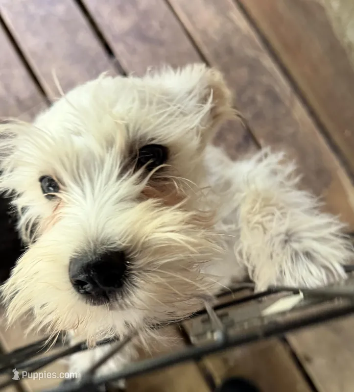 Snowy, a male Miniature Schnauzer for sale in Mount Sherman, KY – Photo 1 of 6
