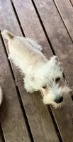 Snowy, a male Miniature Schnauzer for sale in Mount Sherman, KY – Photo 5 of 6
