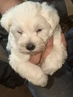 Snowy, a male Miniature Schnauzer for sale in Mount Sherman, KY – Photo 2 of 4