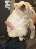 Snowy, a male Miniature Schnauzer for sale in Mount Sherman, KY – Photo 4 of 4