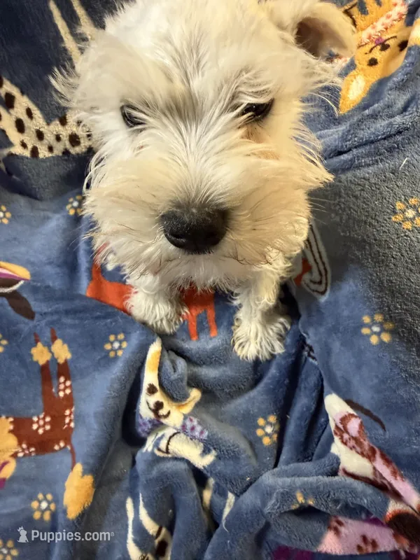 Snowy – Miniature Schnauzer puppy for sale in Mount Sherman, KY