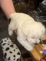 Snowy, a male Miniature Schnauzer for sale in Mount Sherman, KY – Photo 3 of 4