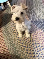 Snowy, a male Miniature Schnauzer for sale in Mount Sherman, KY – Photo 2 of 6