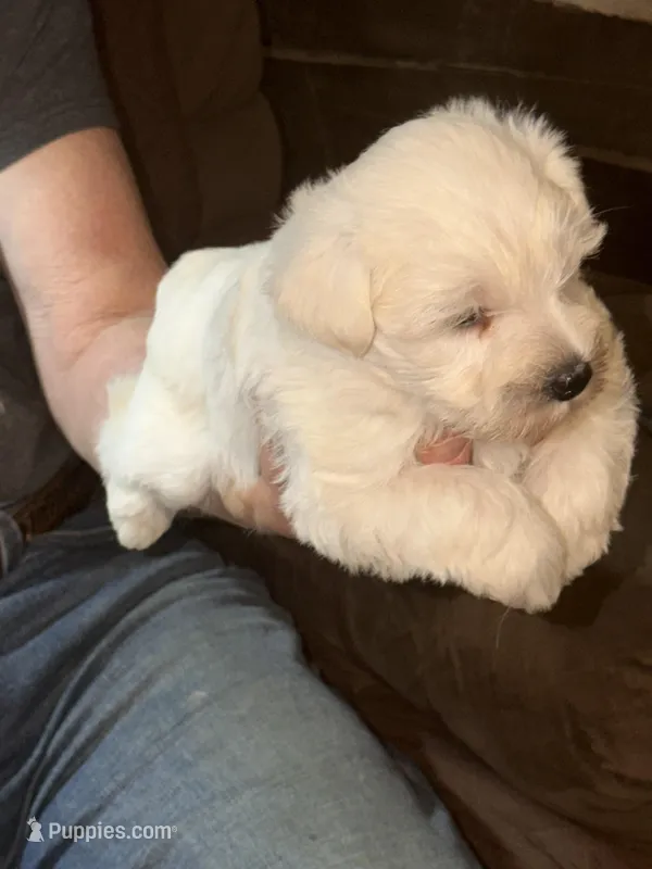 Snowy – Miniature Schnauzer puppy for sale in Mount Sherman, KY