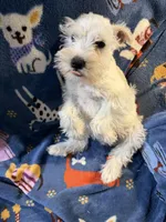 Snowy, a male Miniature Schnauzer for sale in Mount Sherman, KY – Photo 3 of 6