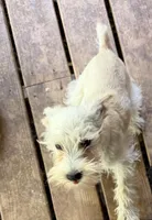 Snowy, a male Miniature Schnauzer for sale in Mount Sherman, KY – Photo 6 of 6