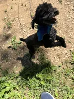 Snoop, a male Poodle - Toy  for sale in Mount Sherman, KY – 3 of 5